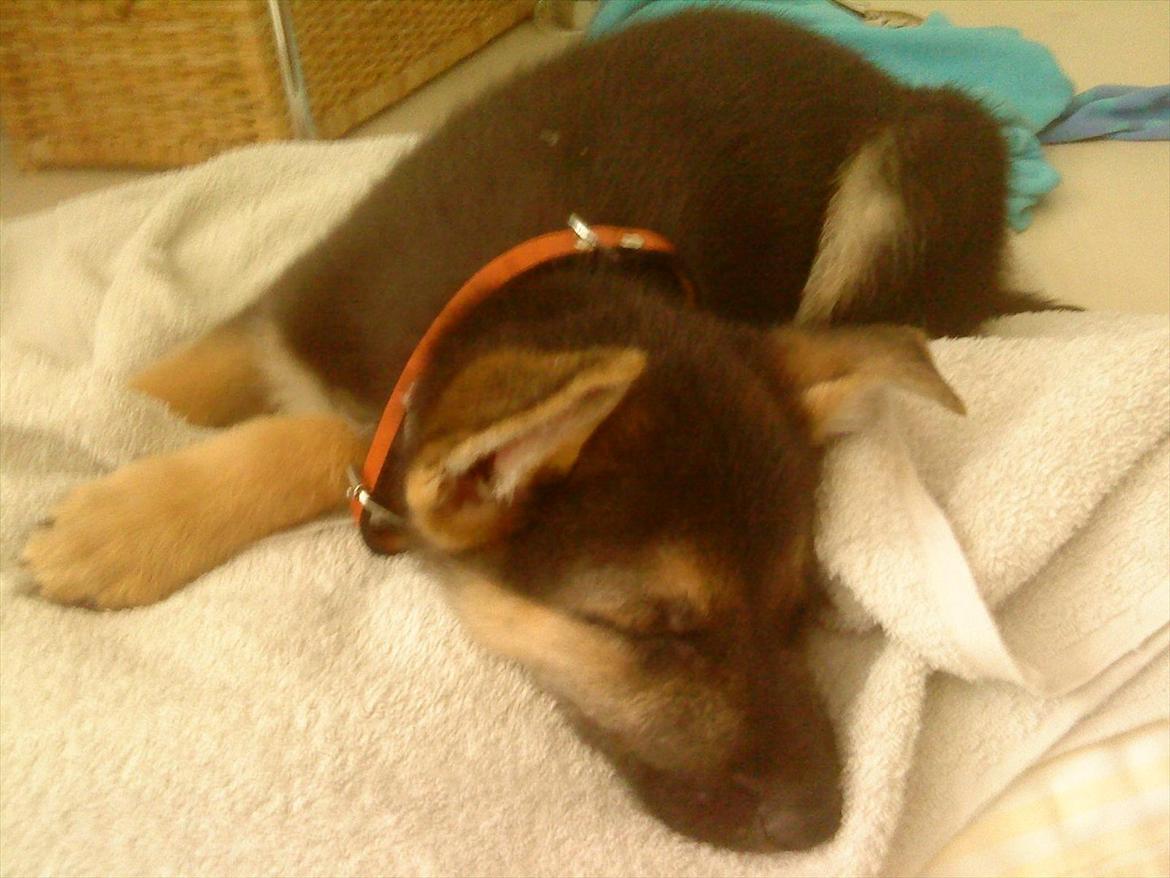 Schæferhund Bella  - Bella som hvalp. billede 3