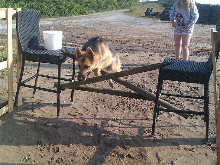 Schæferhund Bella  billede 4