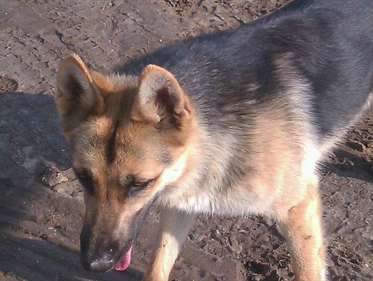 Schæferhund Bella  billede 5