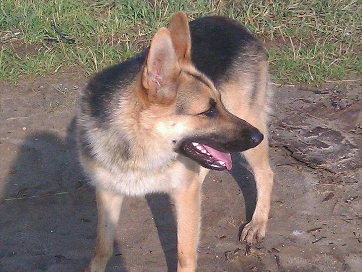 Schæferhund Bella  billede 6