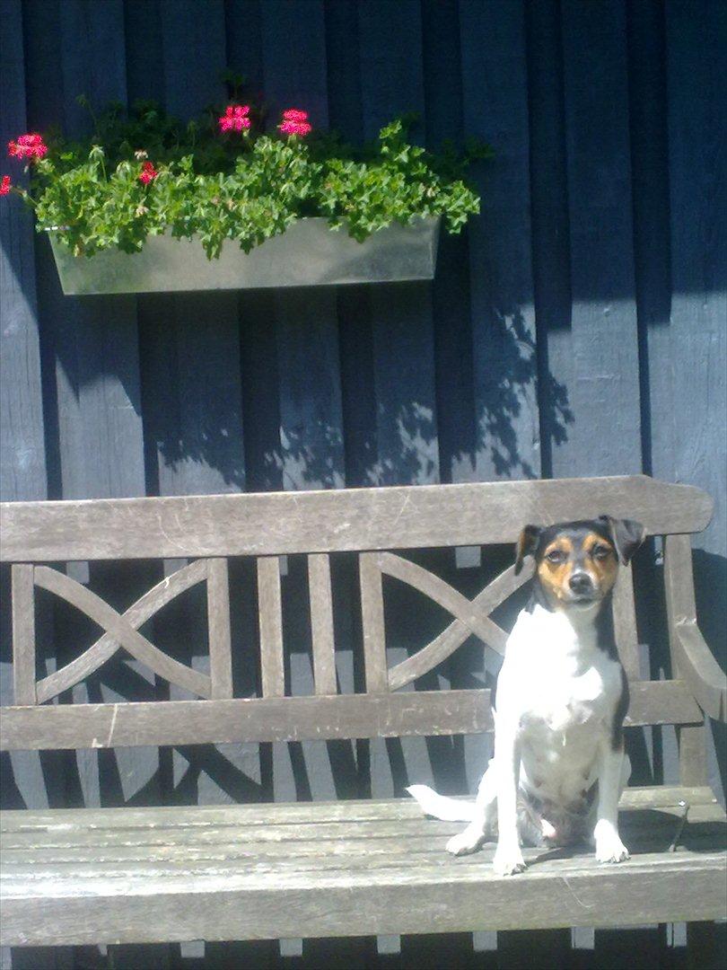 Dansk svensk gaardhund moustgaard alfa billede 10