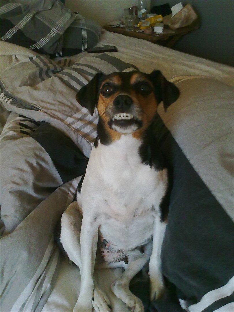 Dansk svensk gaardhund moustgaard alfa billede 11