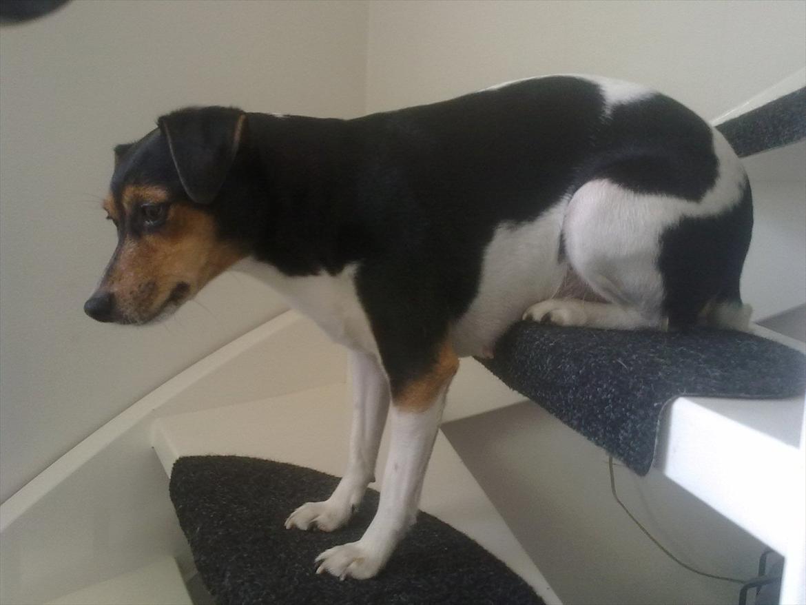 Dansk svensk gaardhund moustgaard alfa billede 12