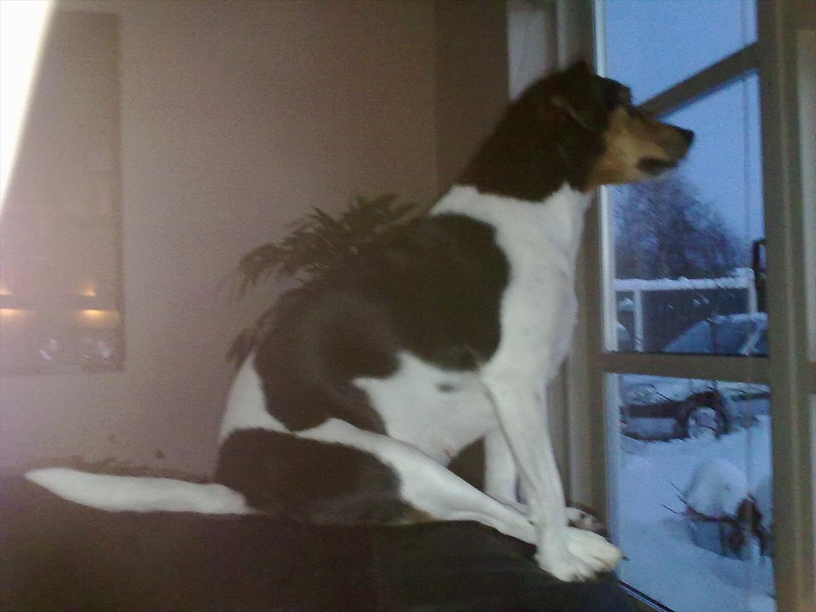 Dansk svensk gaardhund moustgaard alfa billede 13