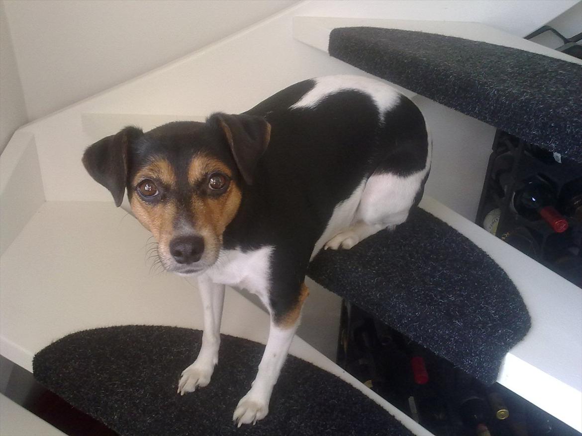 Dansk svensk gaardhund moustgaard alfa billede 14