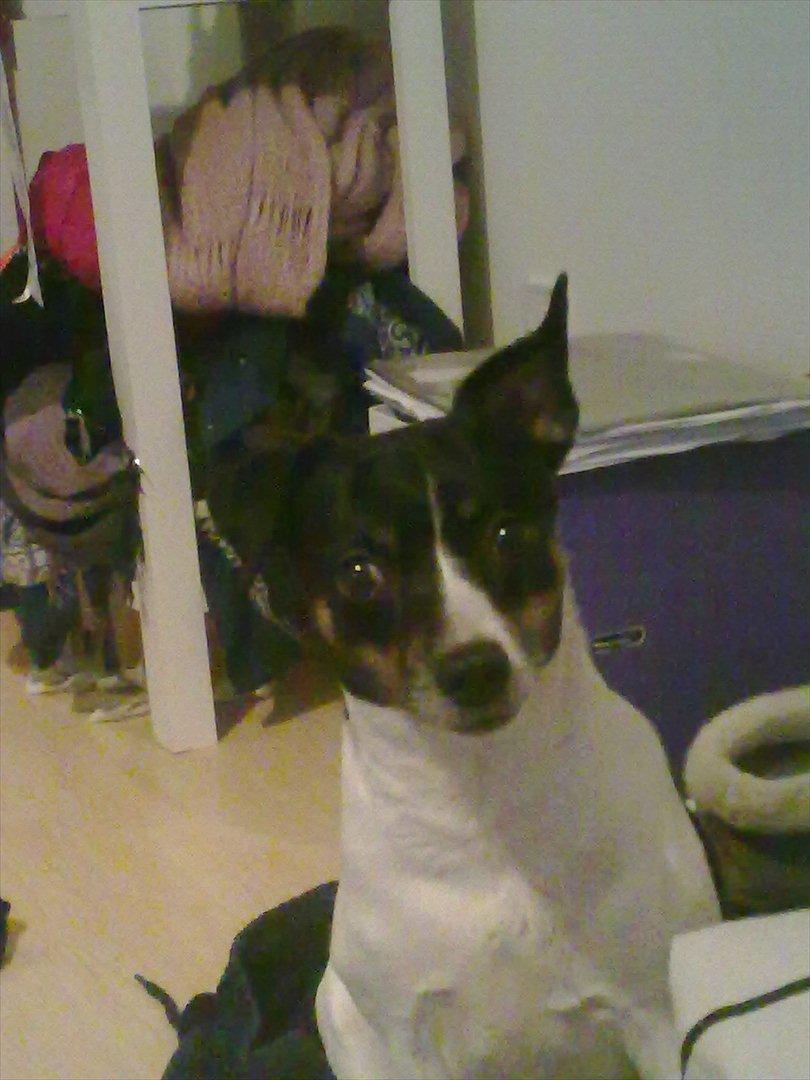 Dansk svensk gaardhund Cookie billede 7