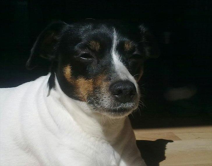 Dansk svensk gaardhund Cookie billede 8