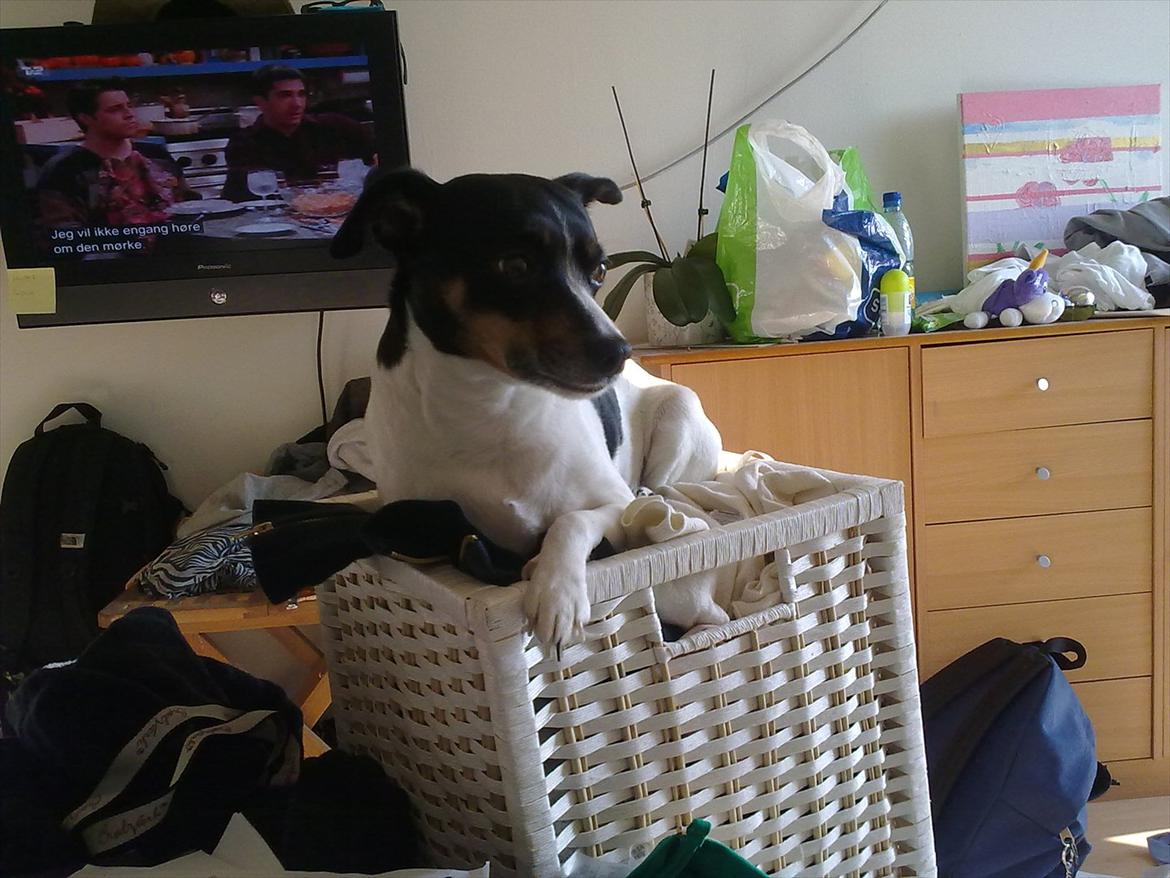 Dansk svensk gaardhund Cookie billede 9