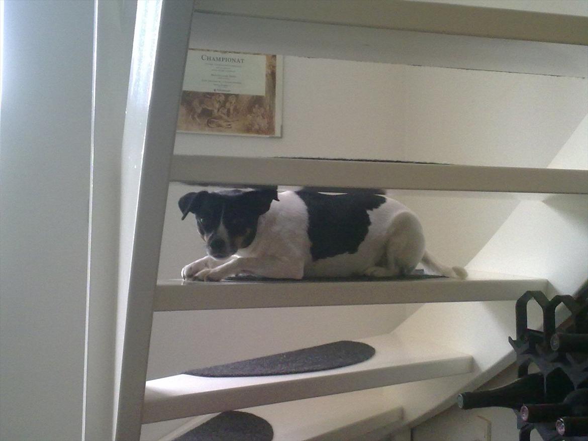 Dansk svensk gaardhund Cookie billede 10