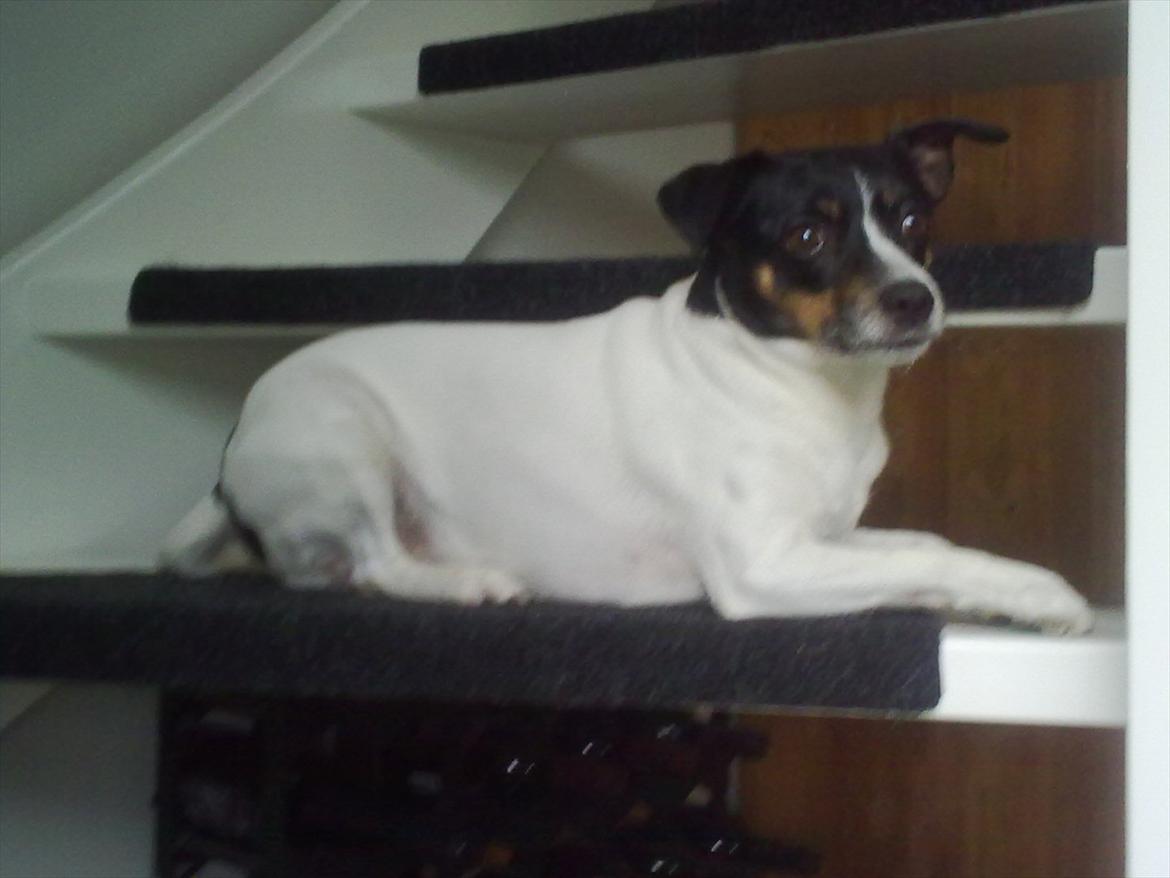 Dansk svensk gaardhund Cookie billede 11