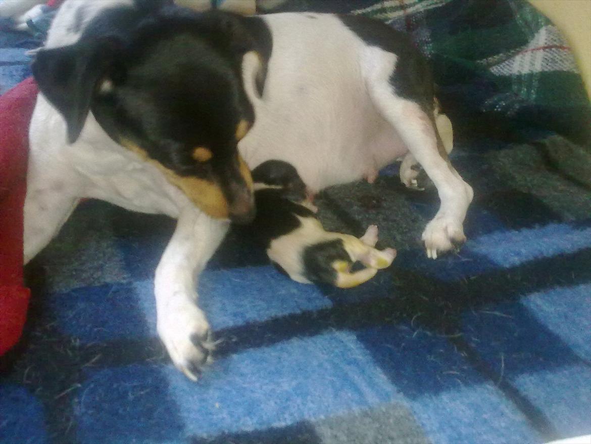 Dansk svensk gaardhund moustgaard dee dee - første gang med hvalpe, her ses den første fødte billede 10