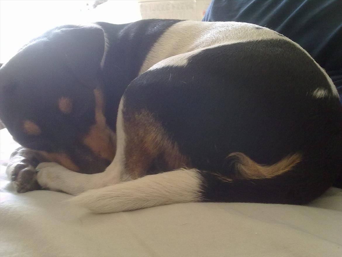 Dansk svensk gaardhund moustgaard dee dee billede 11