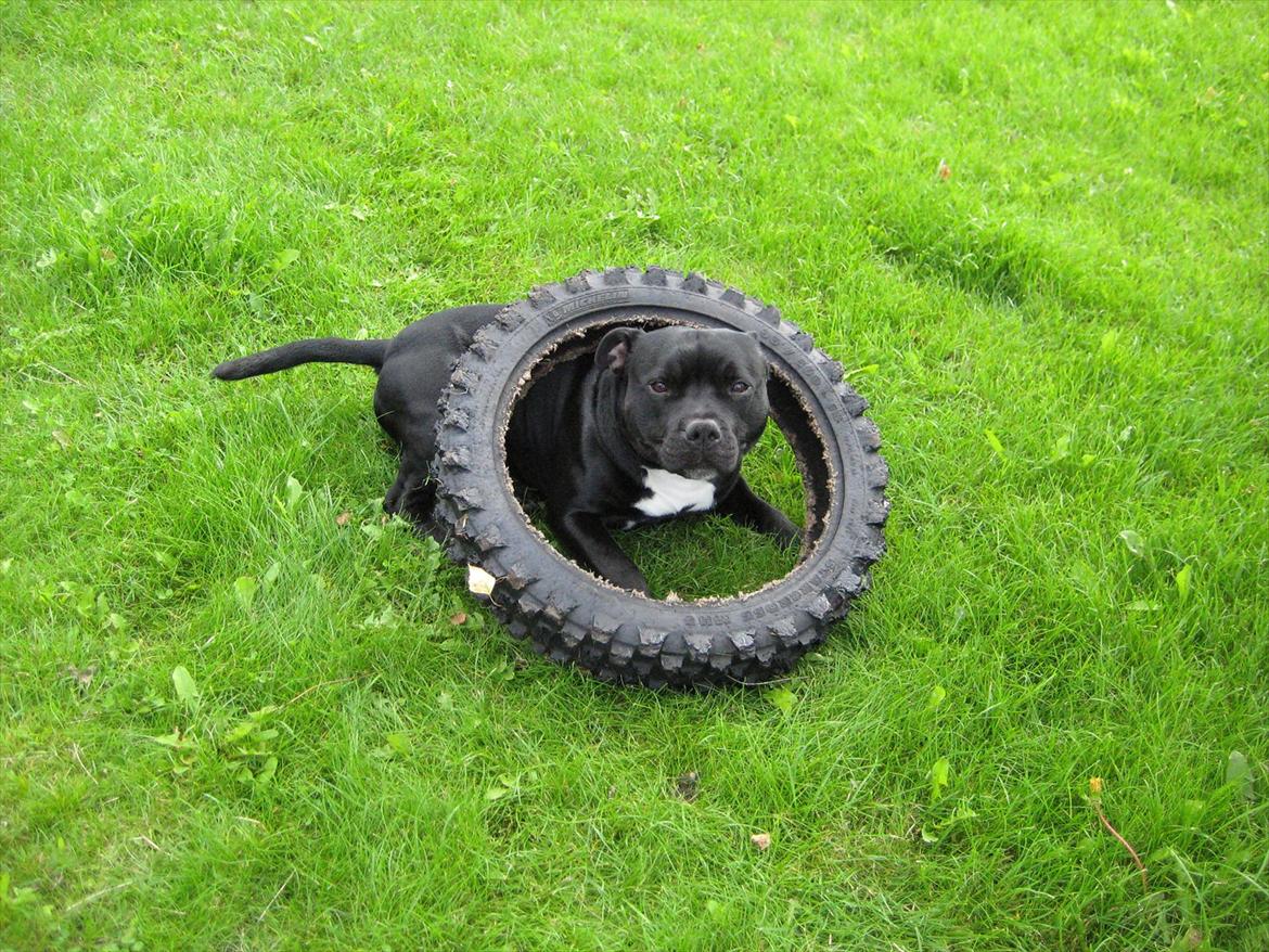 Staffordshire bull terrier nemo billede 19