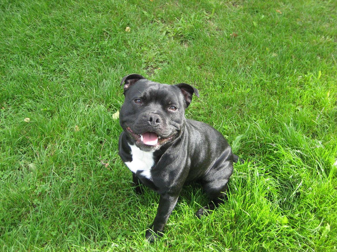 Staffordshire bull terrier nemo billede 20