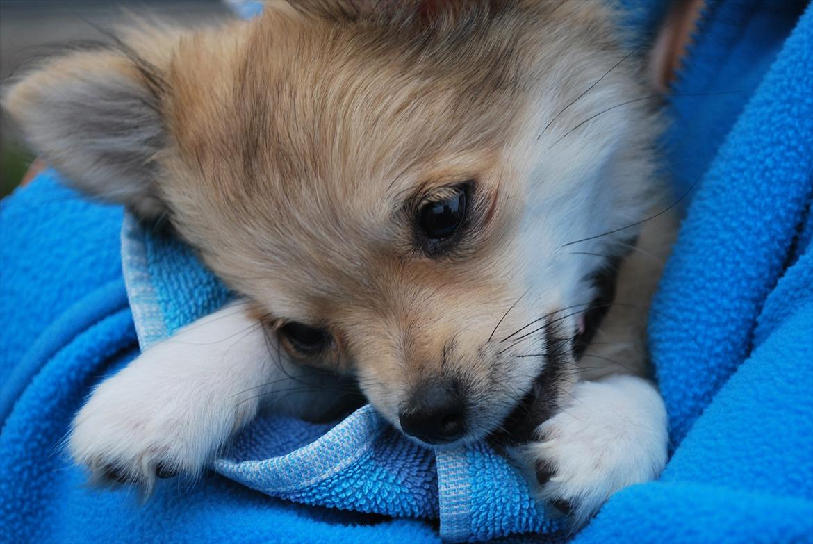 Chihuahua Chi Chi billede 11