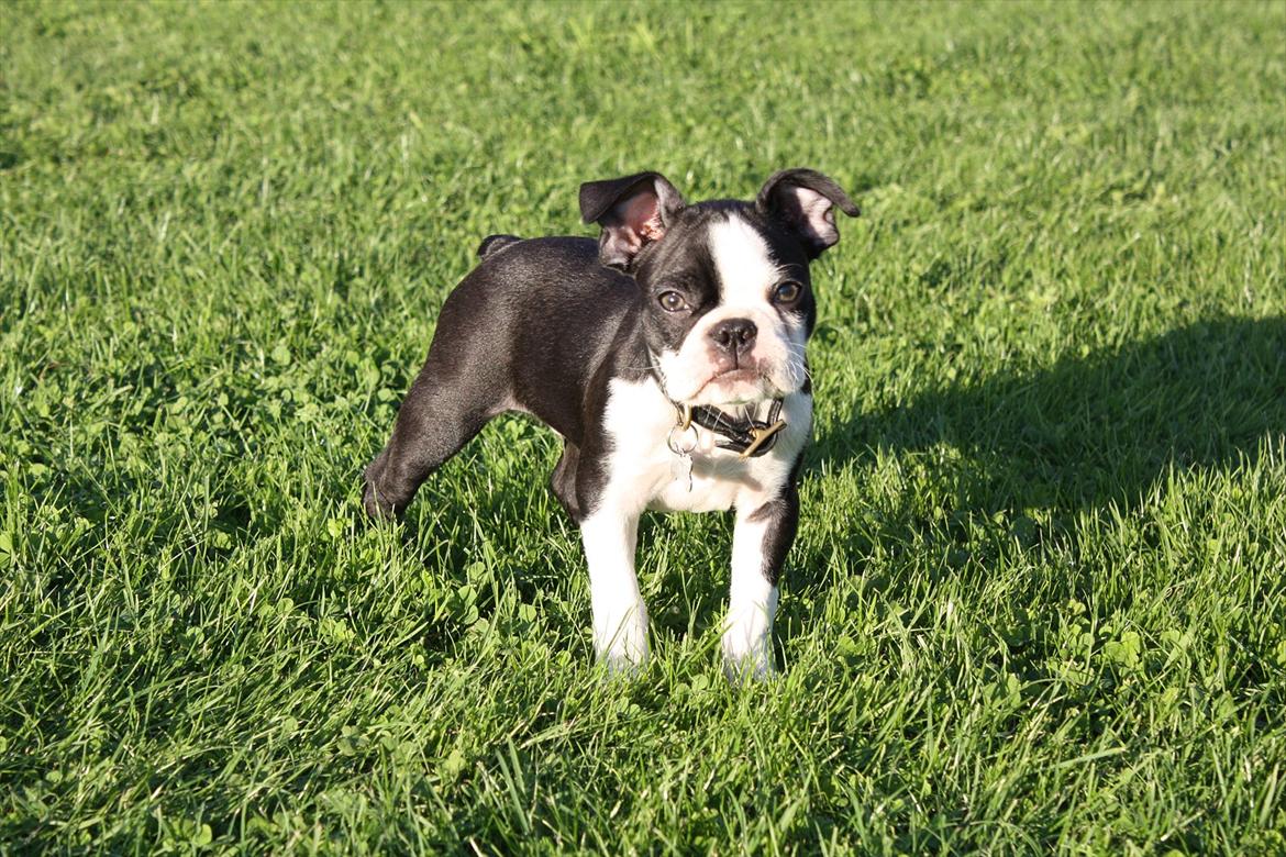 Boston terrier Hector billede 6