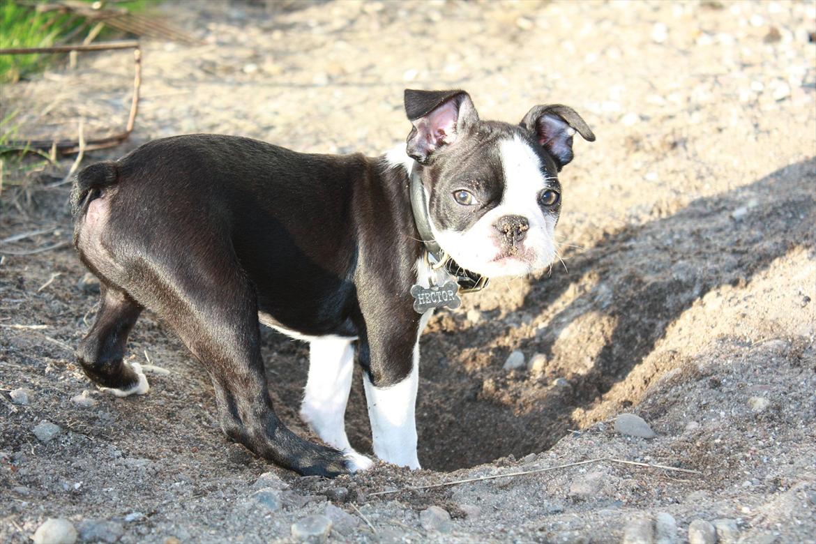 Boston terrier Hector billede 7