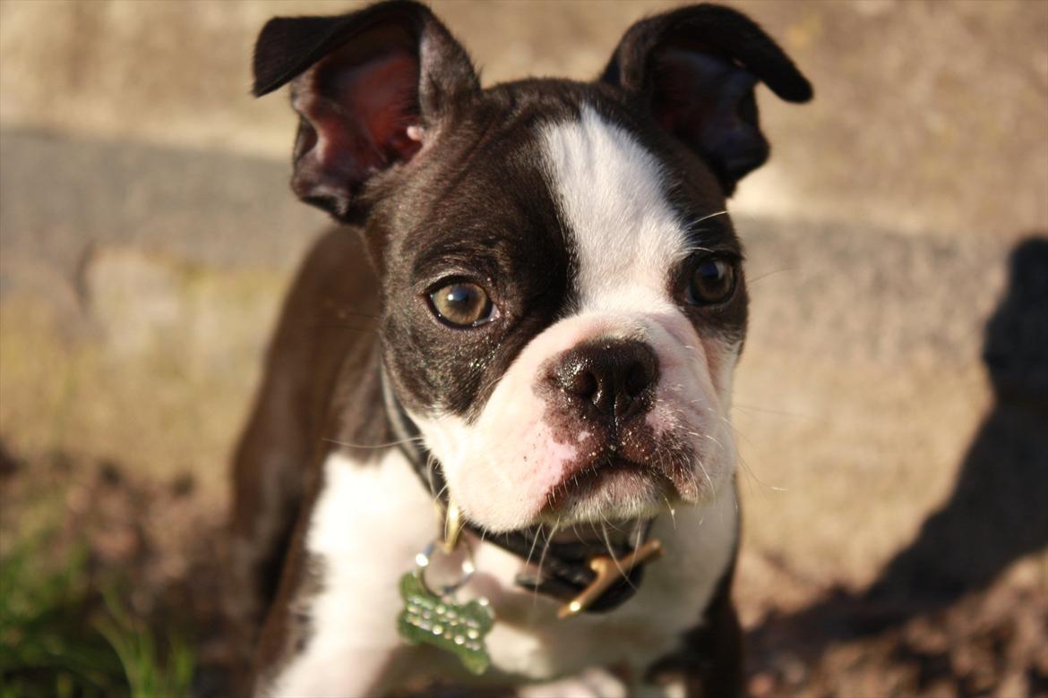 Boston terrier Hector billede 8