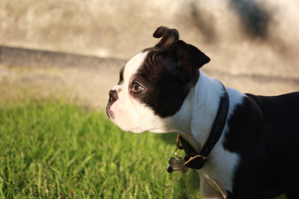 Boston terrier Hector billede 9