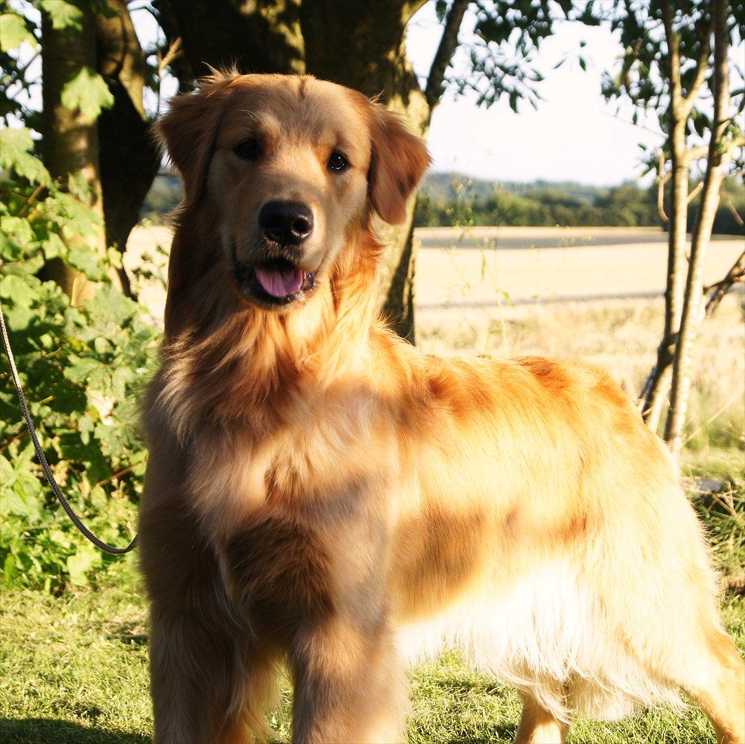 Golden retriever Leongolden Cha Cha Cha - Cha Cha næsten 15 måneder gammel
26-07-11 billede 15