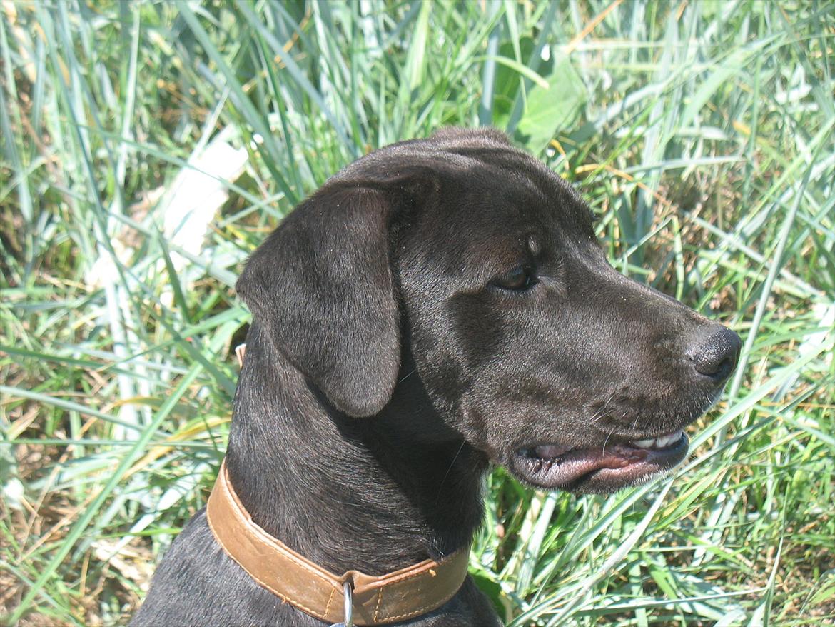 Blanding af racer King billede 14