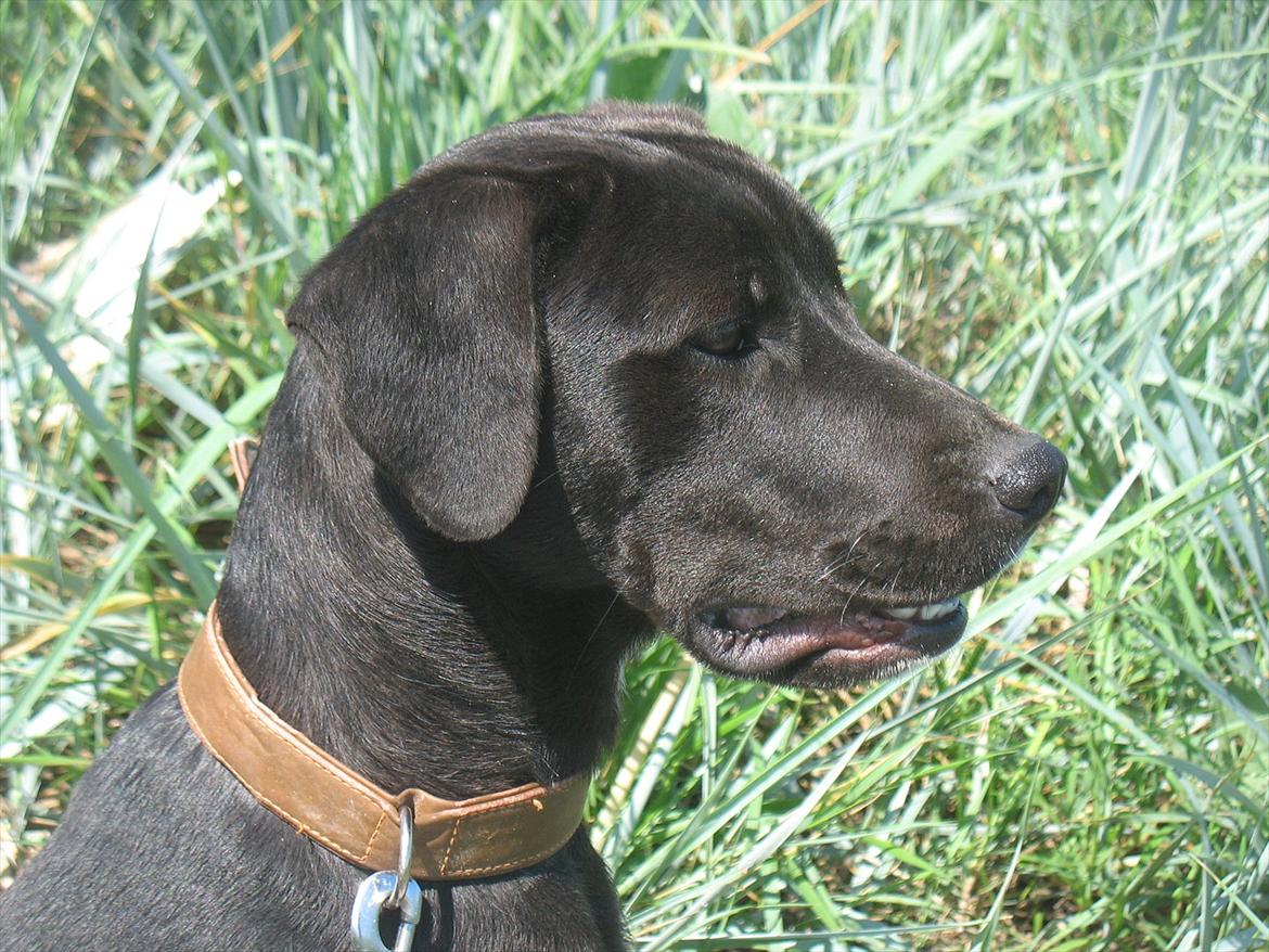 Blanding af racer King billede 15