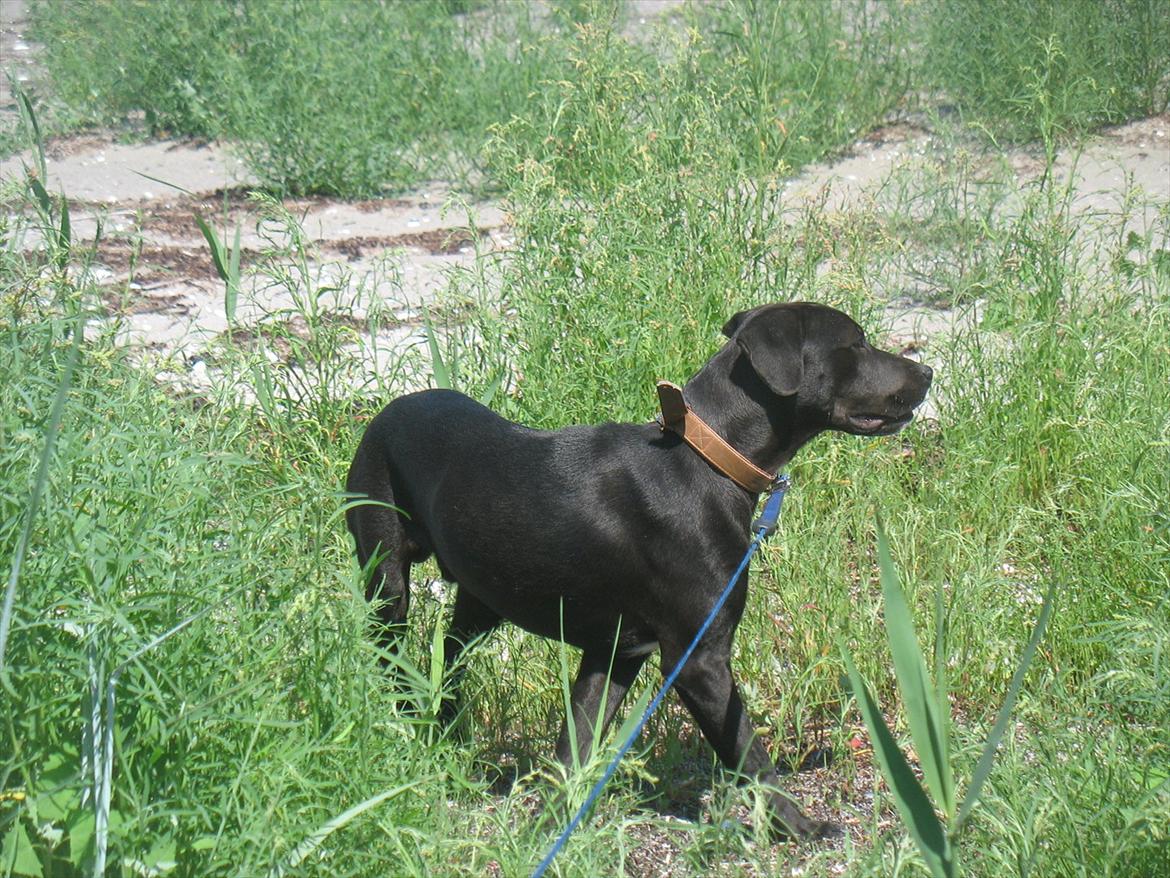 Blanding af racer King billede 16