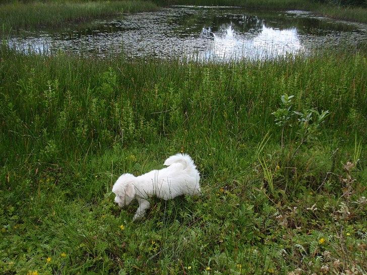 Blanding af racer Walde - Så er vi ved søen og gå tur. Det er hyggeligt :o) billede 14