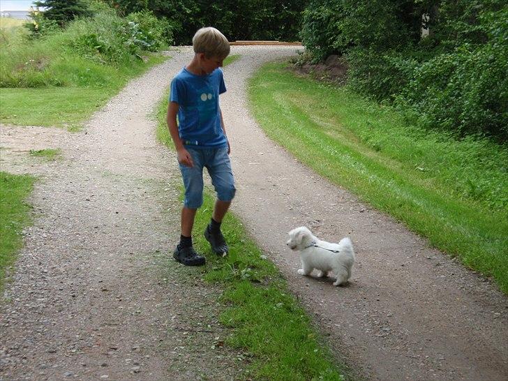 Blanding af racer Walde - Her har vi næsten lige fået ham. Vi er ude og gå tur. billede 16