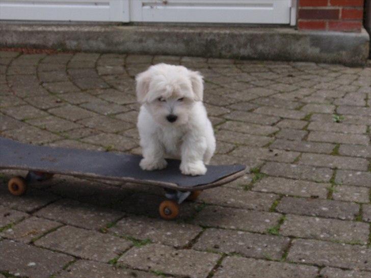 Blanding af racer Walde - Walde kan også stå på skateboard billede 6