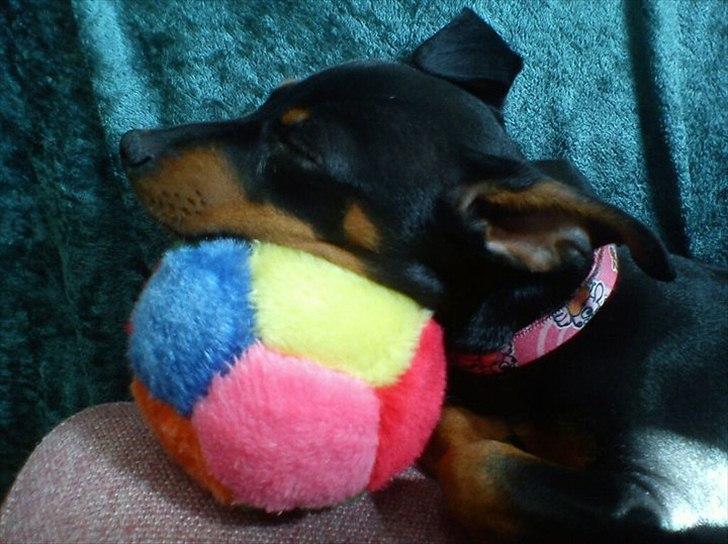 Dvaergpinscher Nellie <3 (Nellie Skovlund Asmussen) :)<3 - Kan man sove bedre steder, end på sin bløde bold? :) billede 6