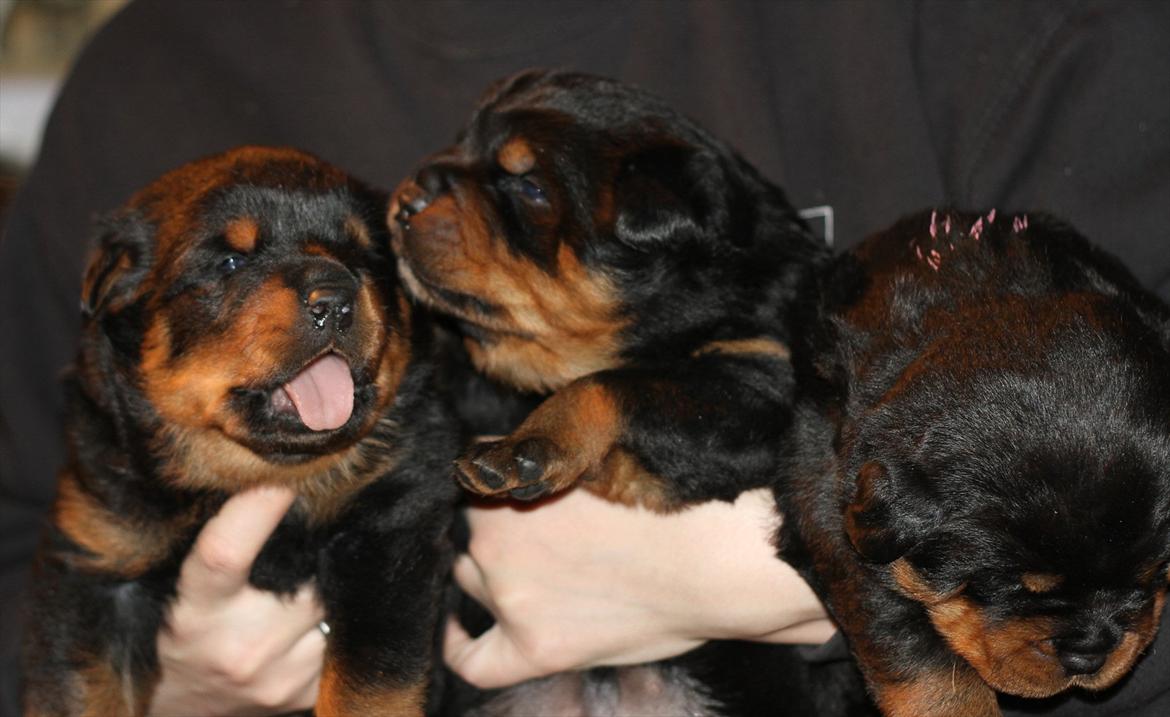 Rottweiler Haiki's Chicago ( R.I.P ) - sådan så jeg ud da jeg var helt lille billede 2