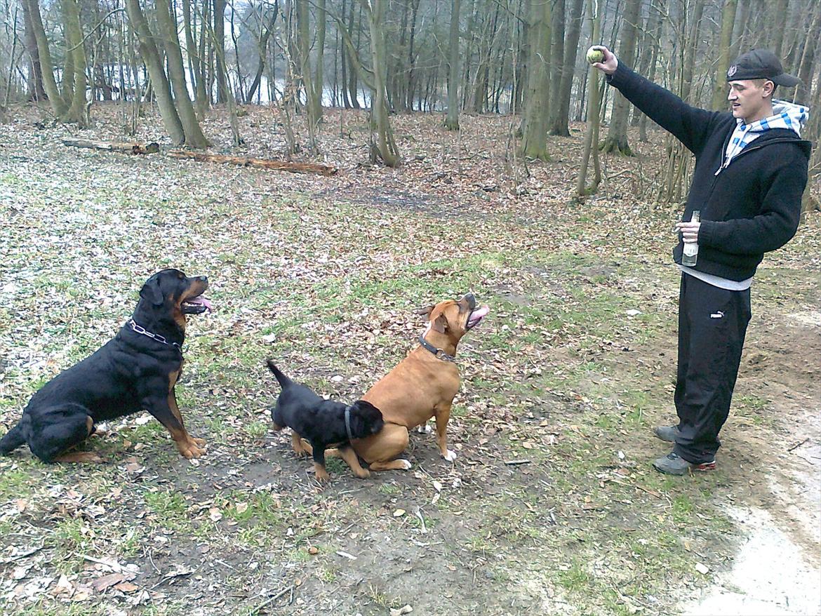 Rottweiler Haiki's Chicago ( R.I.P ) - leger med mine bedste venner billede 3