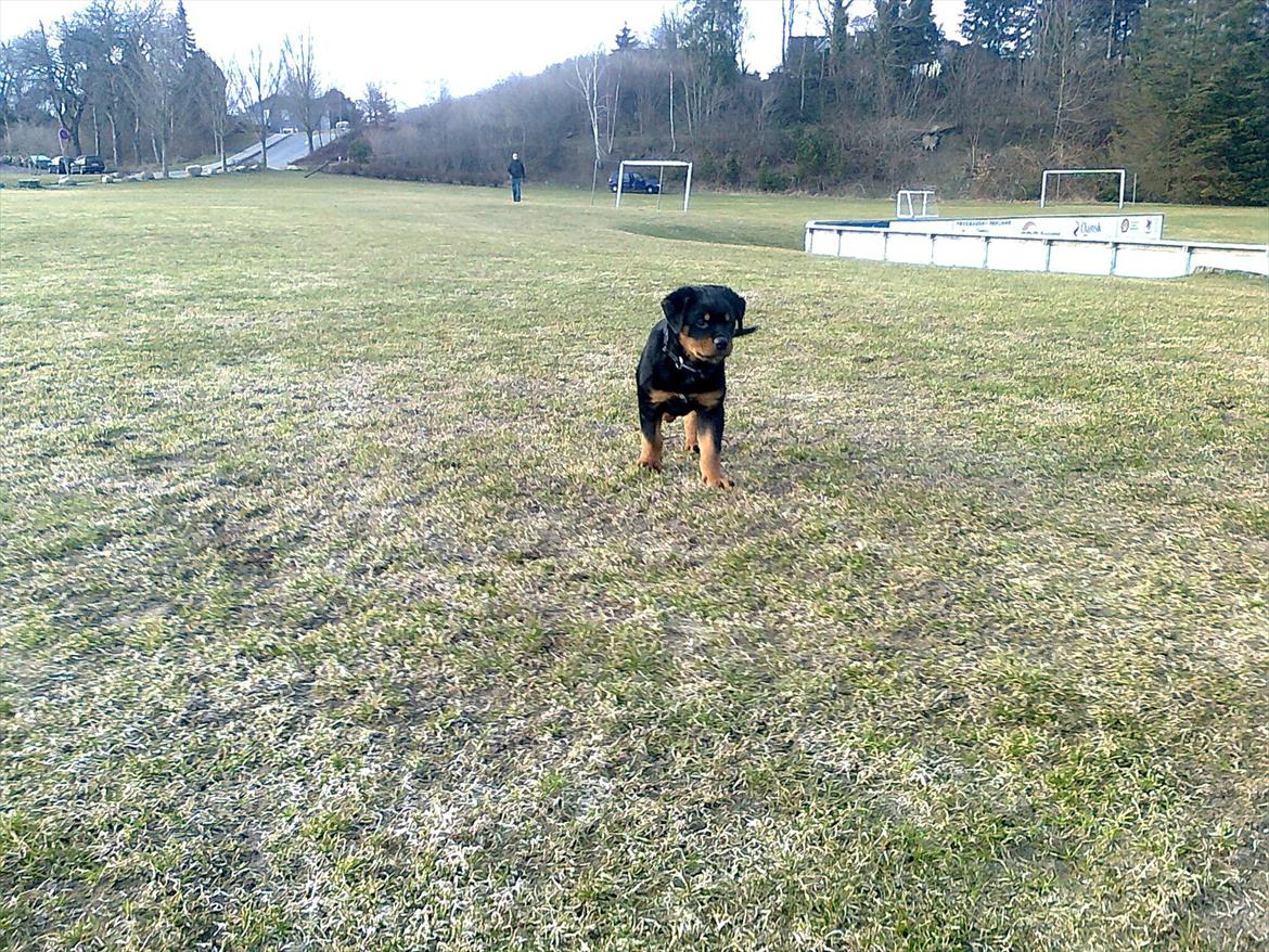 Rottweiler Haiki's Chicago ( R.I.P ) billede 4