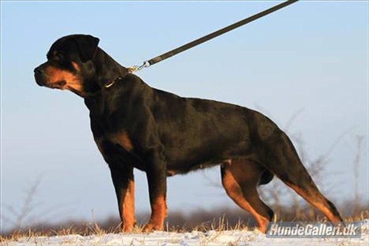 Rottweiler Haiki's Chicago ( R.I.P ) - Min smukke mor!! billede 5