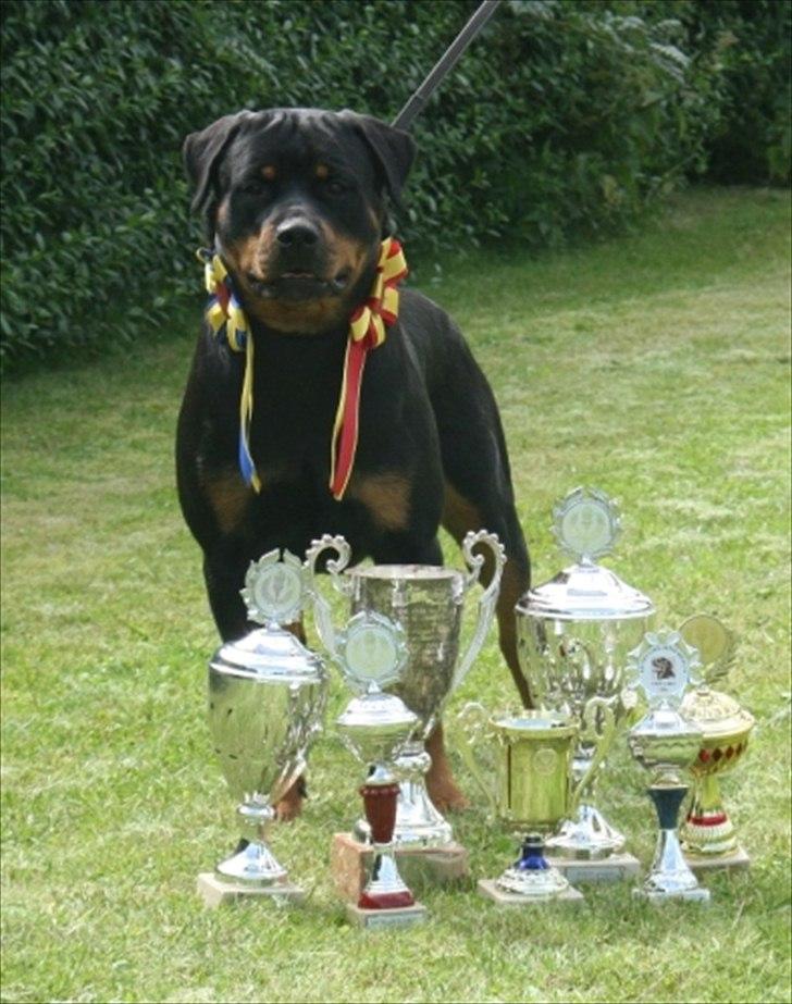 Rottweiler Haiki's Chicago ( R.I.P ) - Min mor igen, så flot! billede 6
