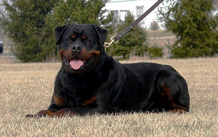 Rottweiler Haiki's Chicago ( R.I.P ) - Min flotte Far billede 7