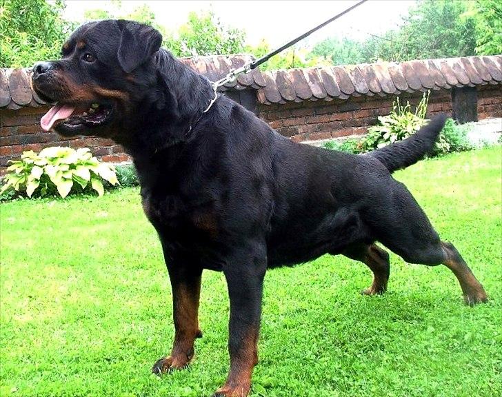 Rottweiler Haiki's Chicago ( R.I.P ) - Min far, selvsikker hanhund som jeg også bliver! billede 8