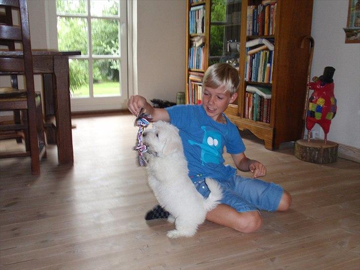 Blanding af racer Walde - vi leger og leger  billede 15