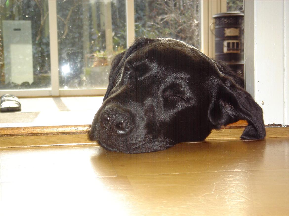 Labrador retriever Sofus Krølben - Hov, hvor er kroppen? Godt at øret kan holde hovedet oppe ;-) billede 7