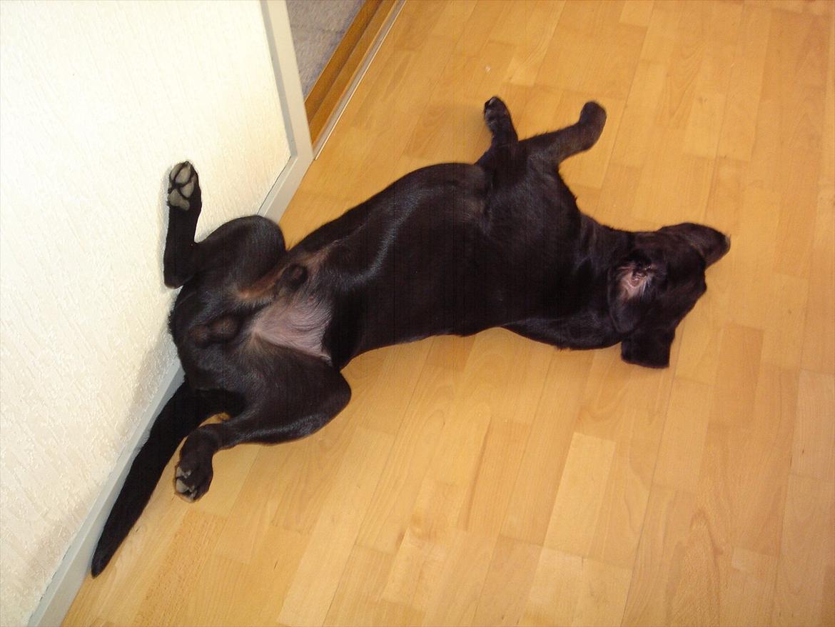 Labrador retriever Sofus Krølben - Yndlings sove stilling billede 8