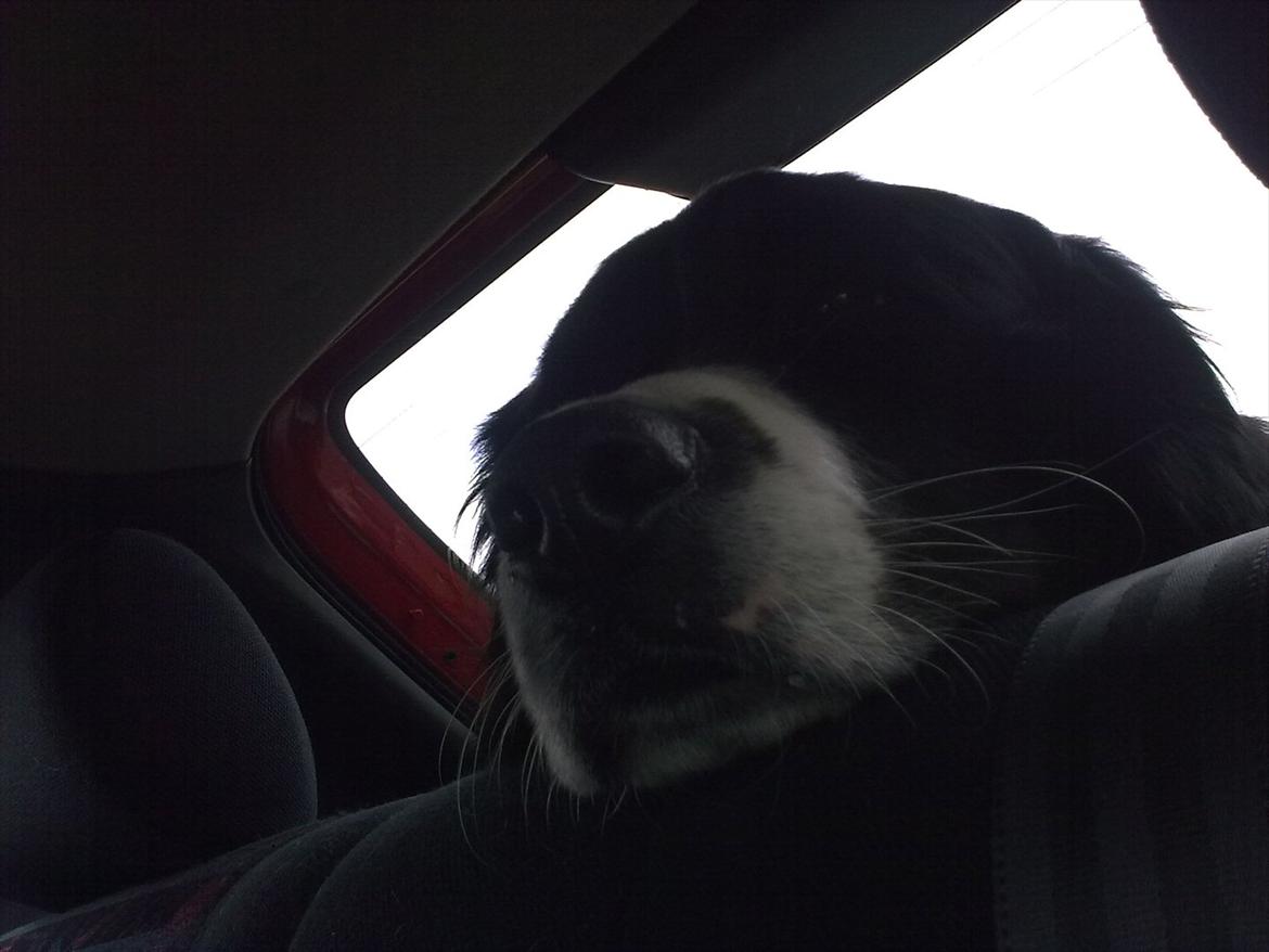 Blanding af racer Balder billede 7