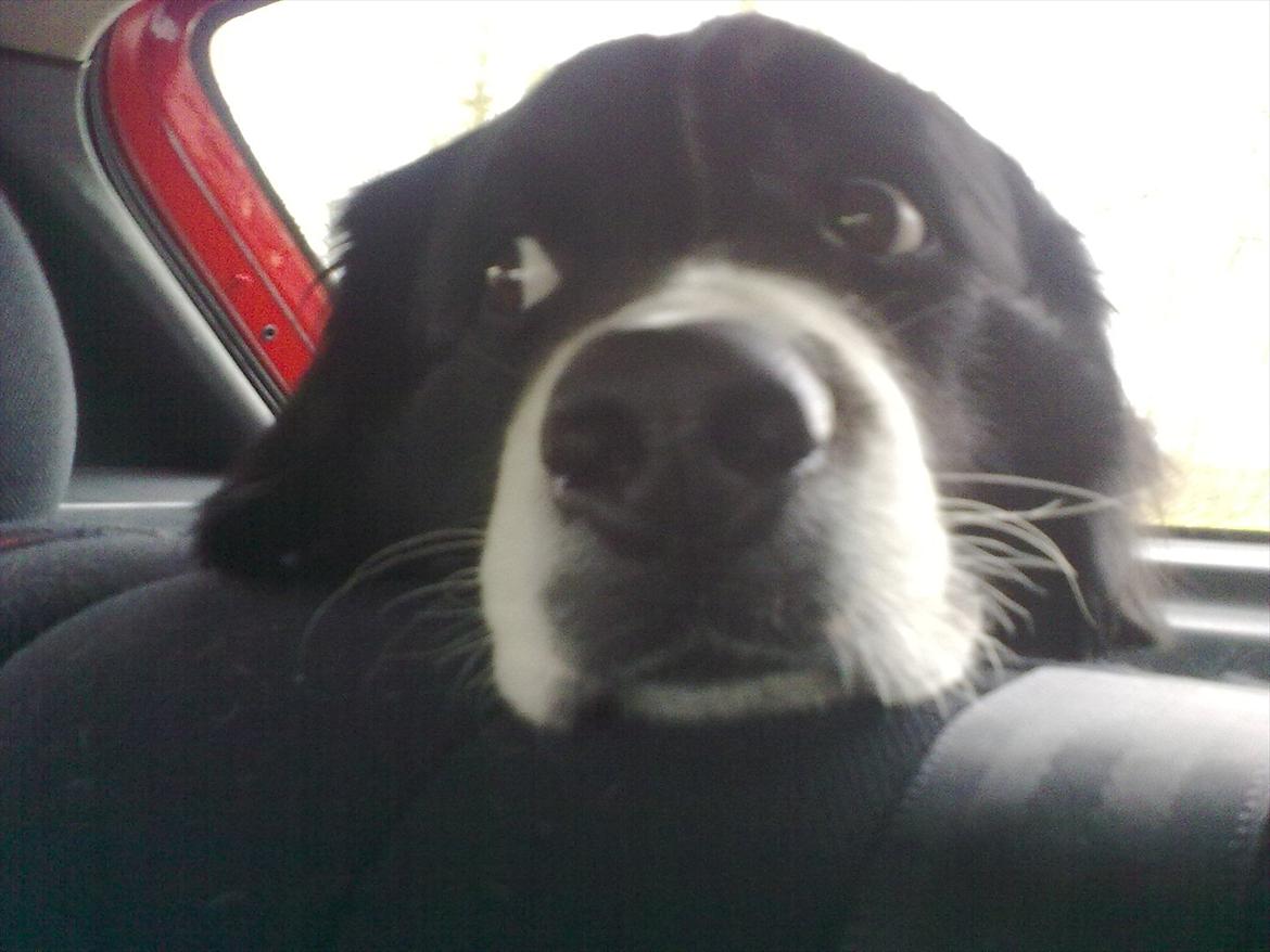 Blanding af racer Balder billede 8