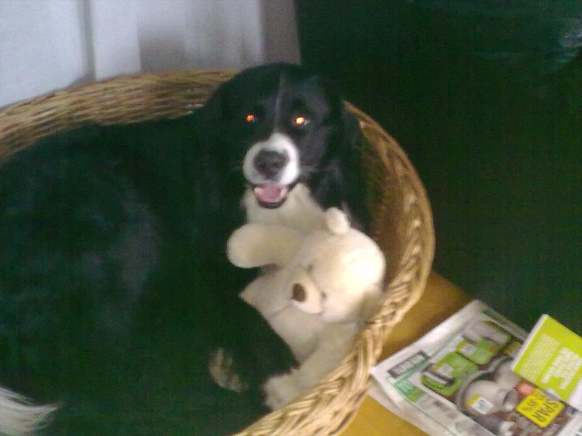 Blanding af racer Balder billede 9