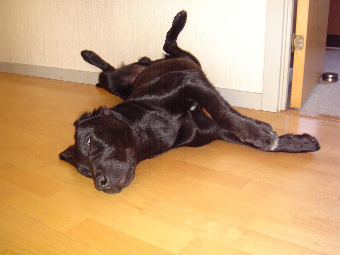 Labrador retriever Sofus Krølben - ZZZZ... billede 9