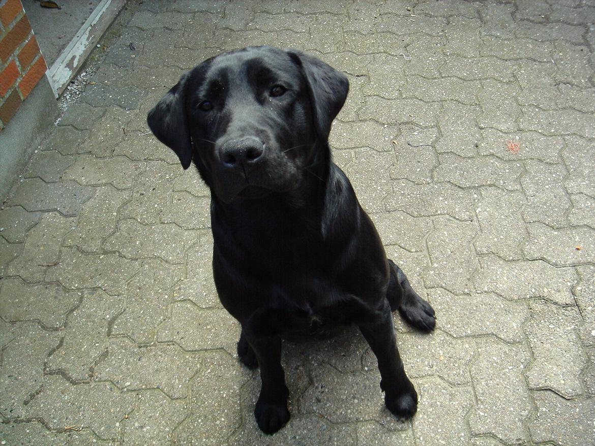 Labrador retriever Sofus Krølben - Ja, jeg ved det godt - jeg er lækker ;-) billede 10