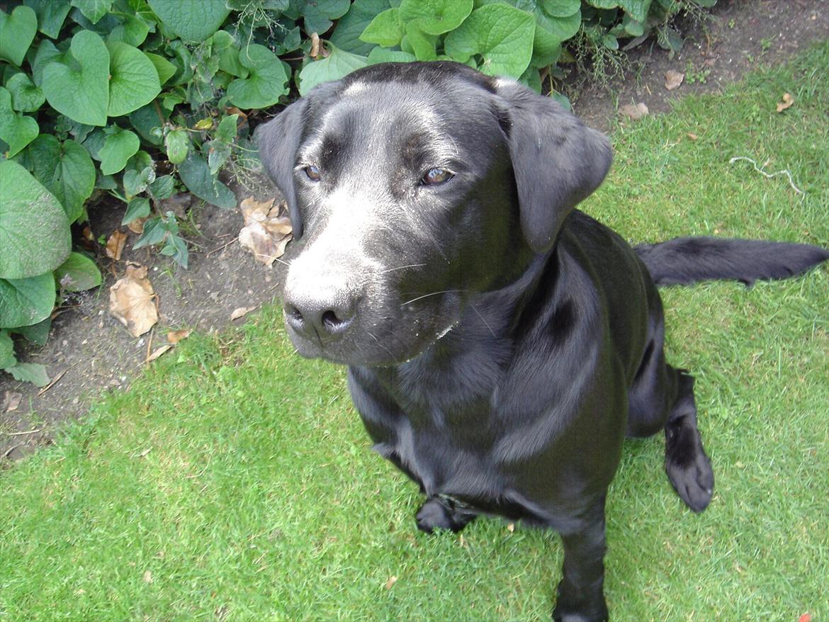 Labrador retriever Sofus Krølben - I haven  billede 11