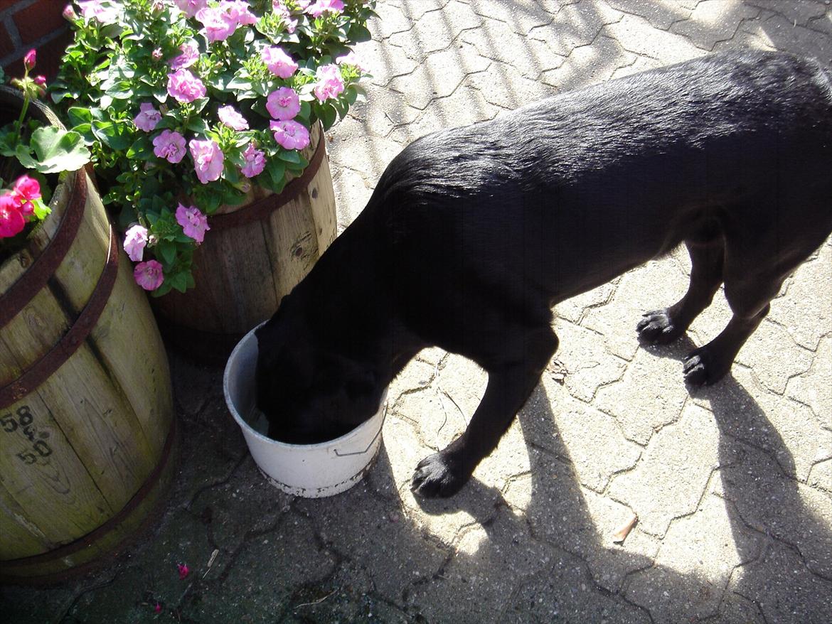 Labrador retriever Sofus Krølben - Godt med noget vand billede 12