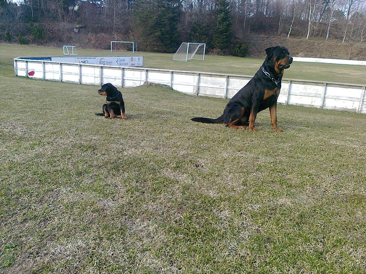 Rottweiler Haiki's Chicago ( R.I.P ) billede 9