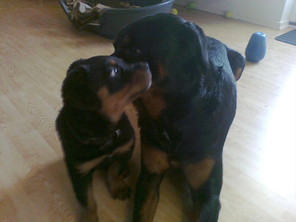 Rottweiler Haiki's Chicago ( R.I.P ) - mig og min nye bror :) billede 10